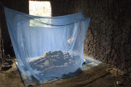 Scientists hail malaria breakthrough as bed nets prove deadly to