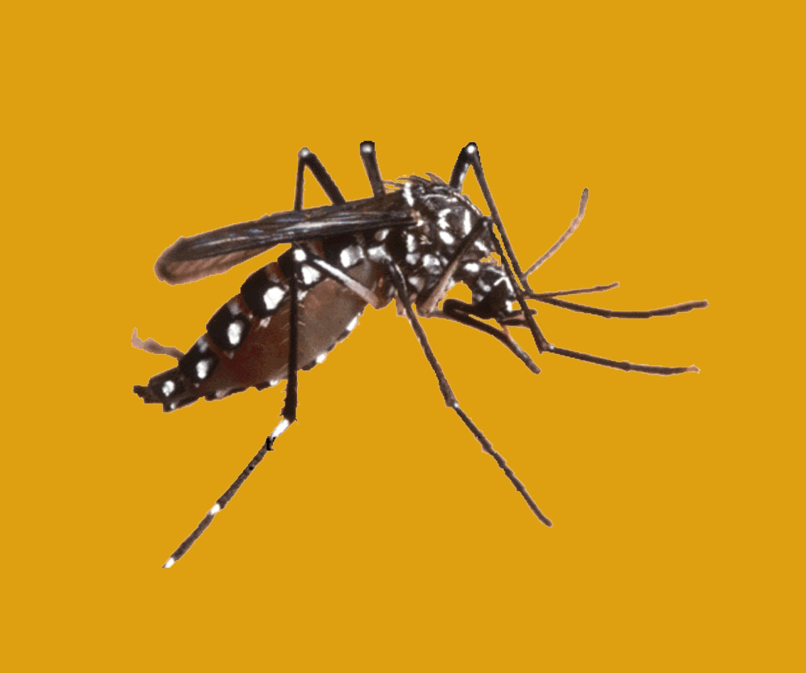 Photo of a mosquito