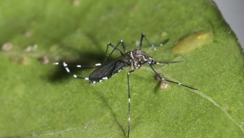 An Aedes aegypti mosquito.