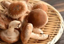 Shiitake Pilze Darmgesundheit