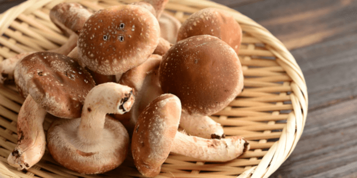 Shiitake Pilze Darmgesundheit
